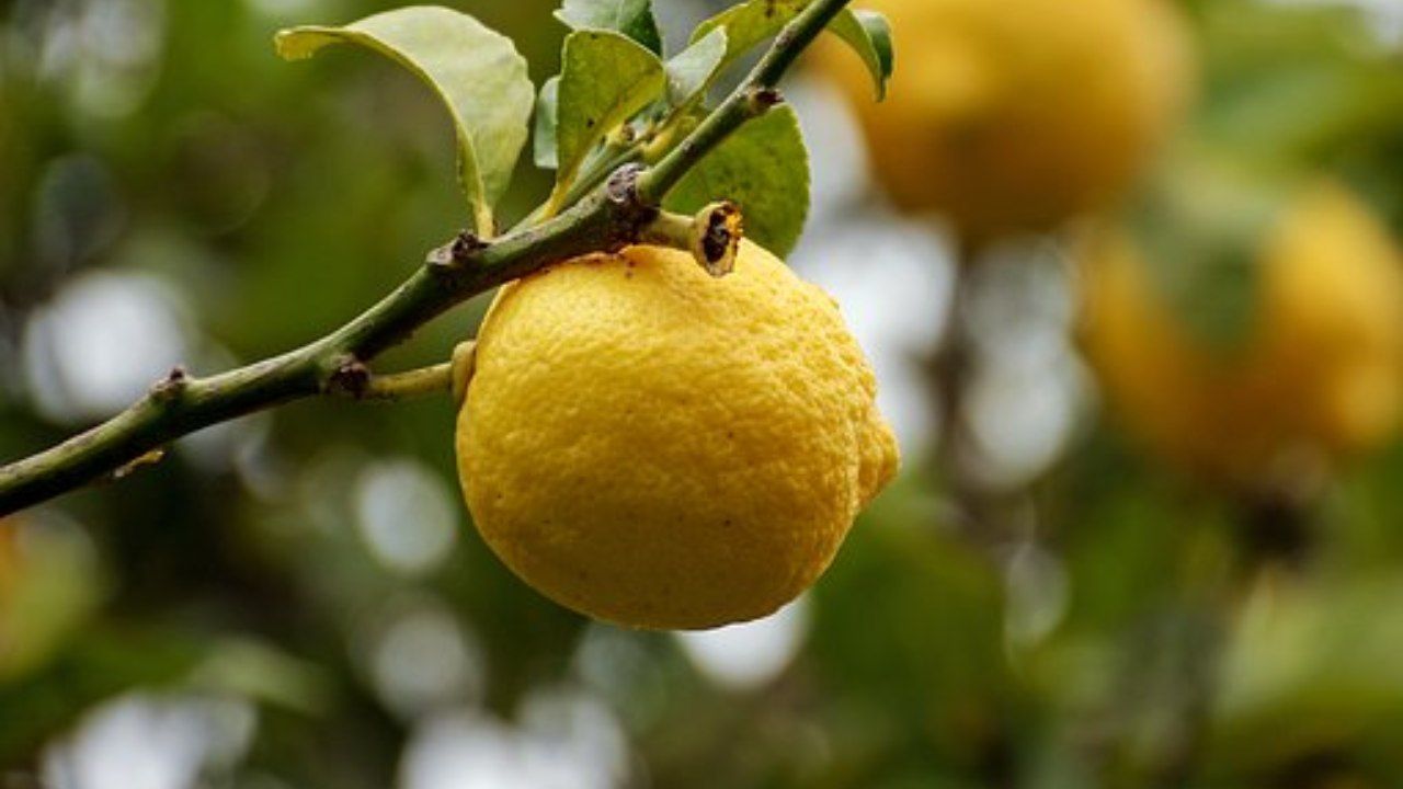 albero di limoni