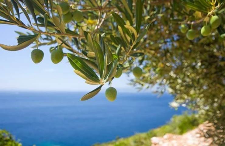 albero olive mare piantare nocciolo