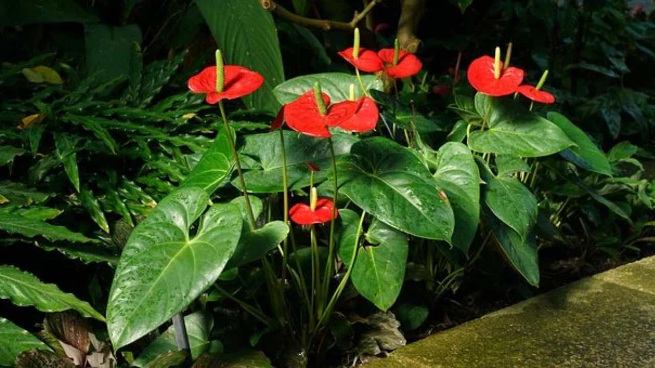 anthurium