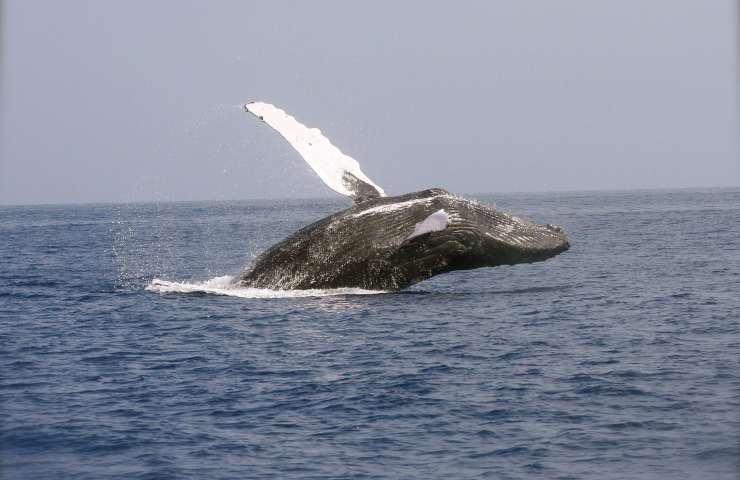 Balena (Pixabay)