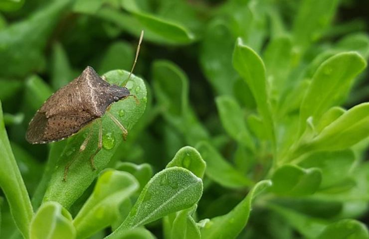 cimice marrone su erba