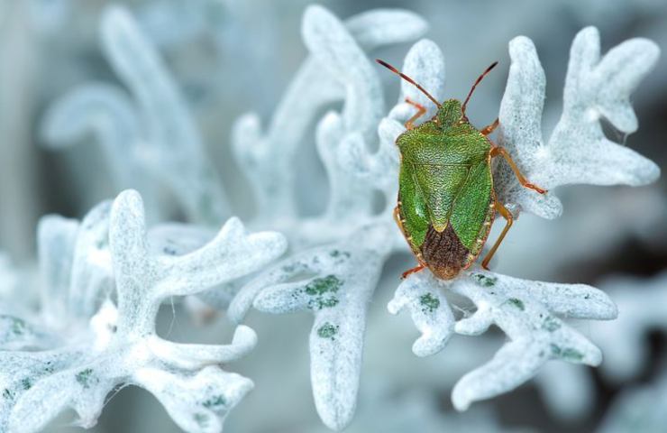 cimice verde su foglie congelate