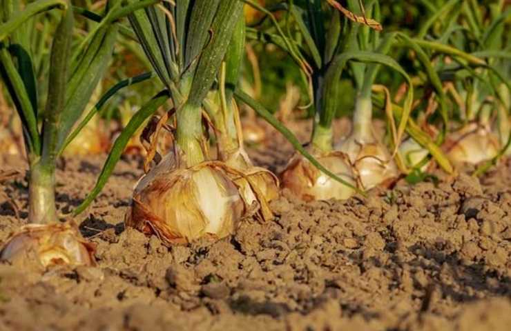 cipolle coltivate nel terreno