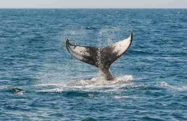 Balena (Pixabay)