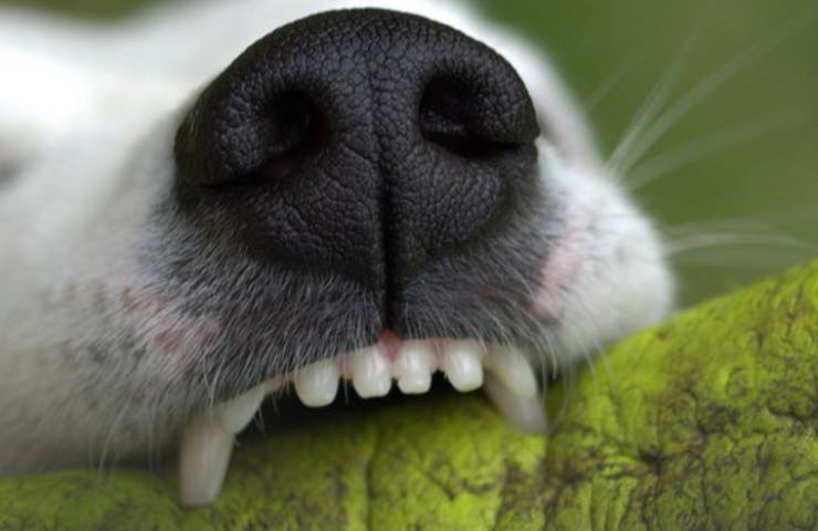 denti del cane