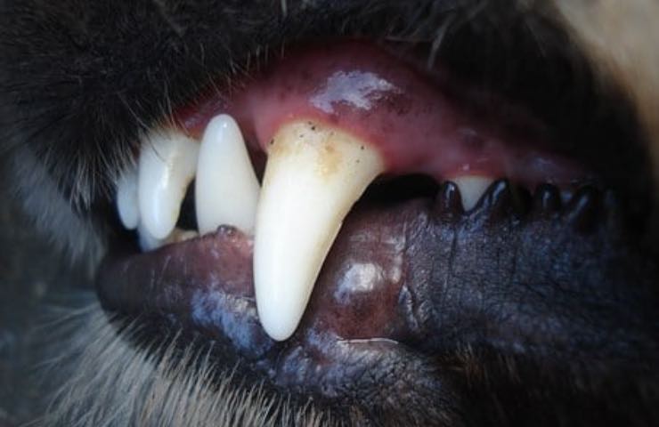 denti del cane