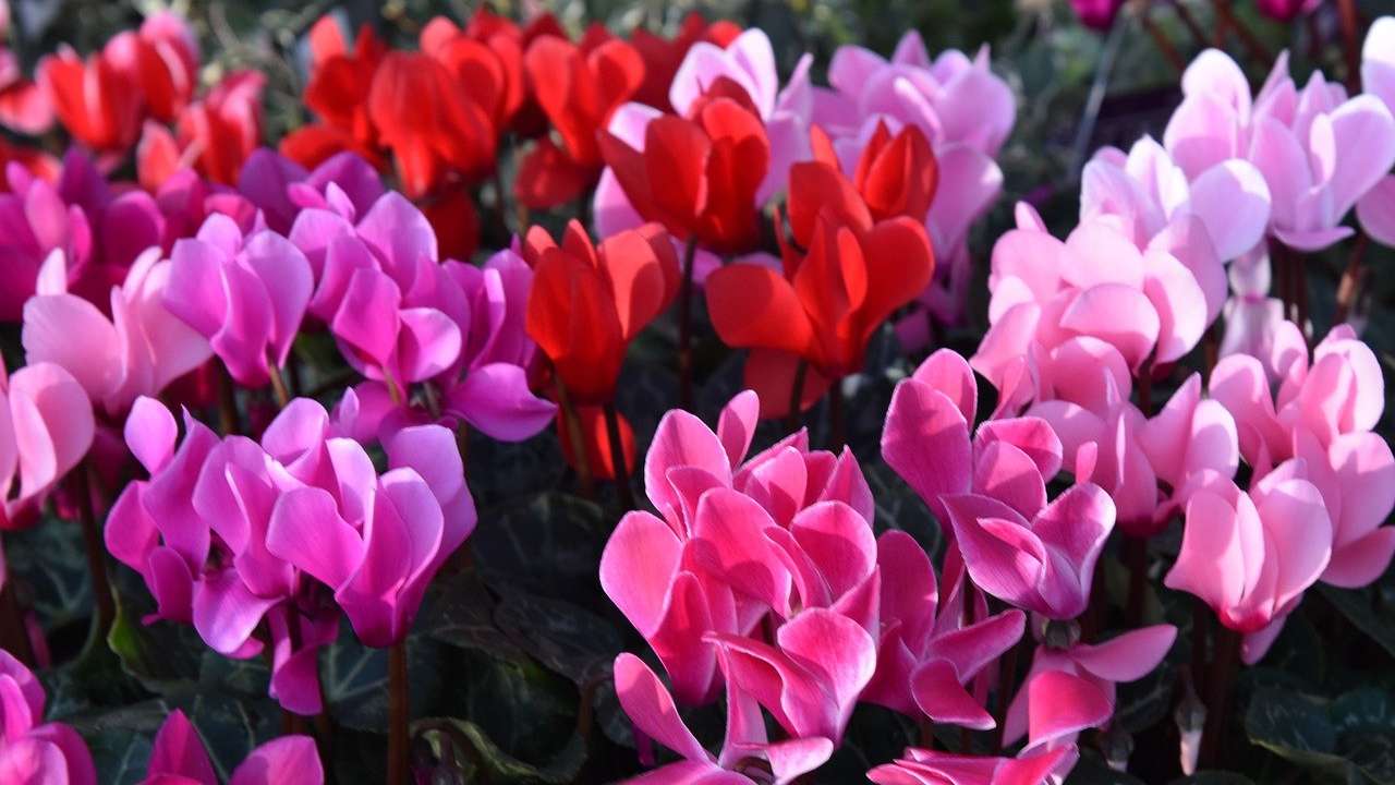 Ci sono alcune regole che andrebbero seguite per avere una perfetta fioritura del ciclamino