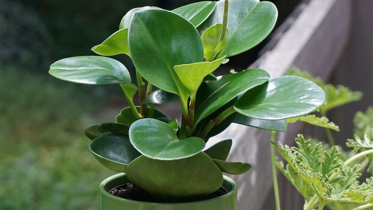 Pilea, è facile da gestire, è bella e negli ultimi tempi è la pianta più desiderata in casa