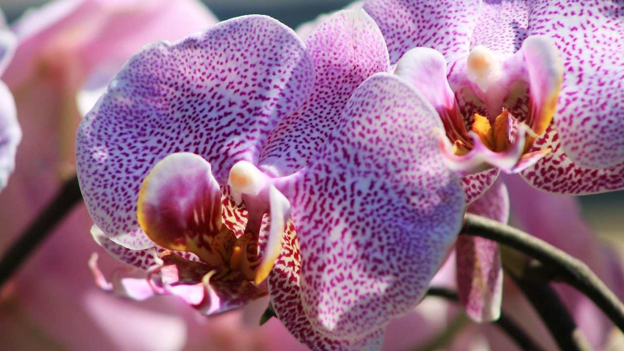 Orchidea, come curarla