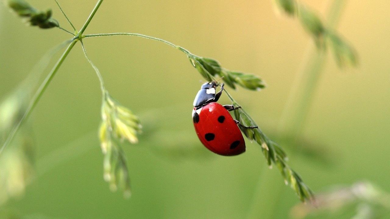Tra realtà e leggenda, la coccinella come simbolo di fortuna