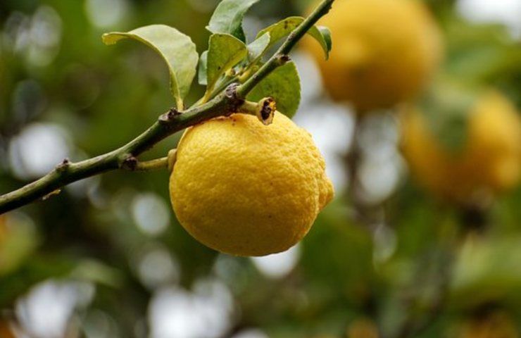 foglie di limone