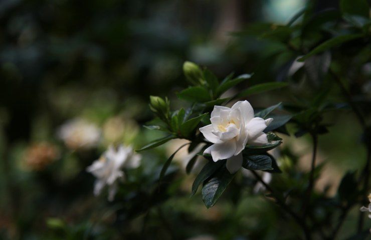 fiore gardenia foglie verdi piante sonno