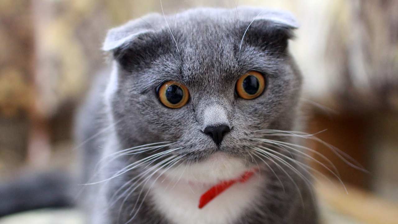 gastrite nel gatto, rimedi casalinghi