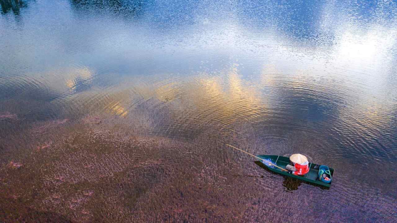 Marimo, lago, alga da compagnia