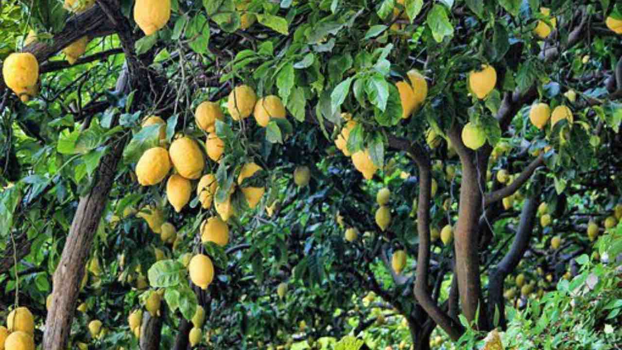LIMONI