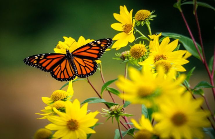 farfalla (pixabay)