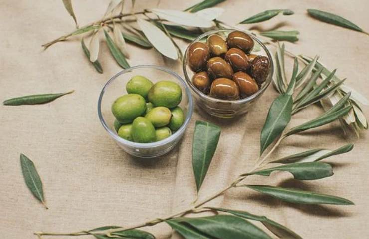 olive ciotole piantare nocciolo