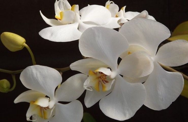 Orchidea quando potarla