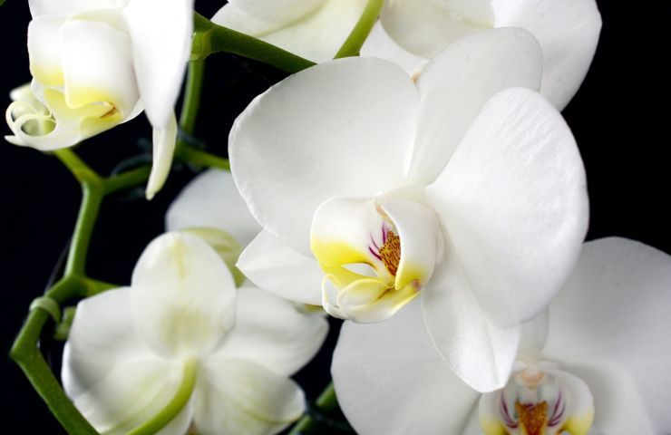 Orchidea quando potarla