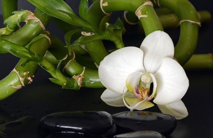 orchidea