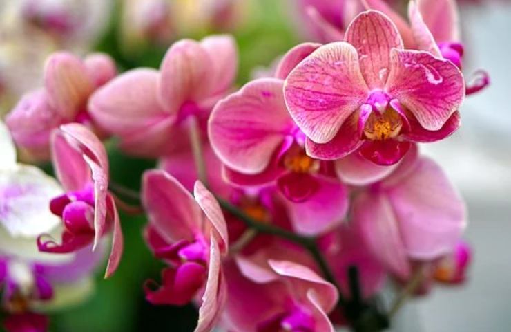 orchidea colorata