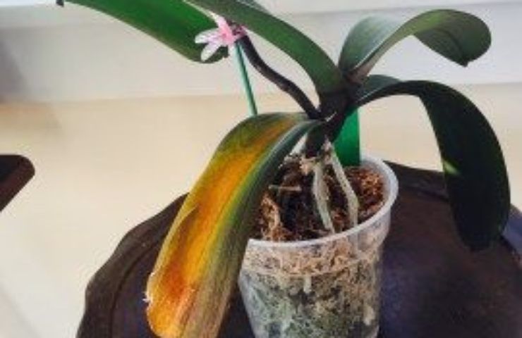 orchidea con foglie secche