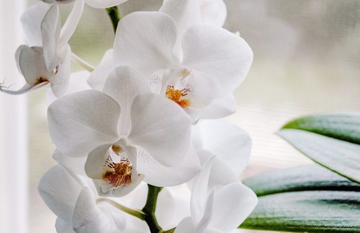 Orchidea (Pixabay)