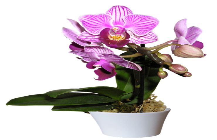 orchidea in vaso