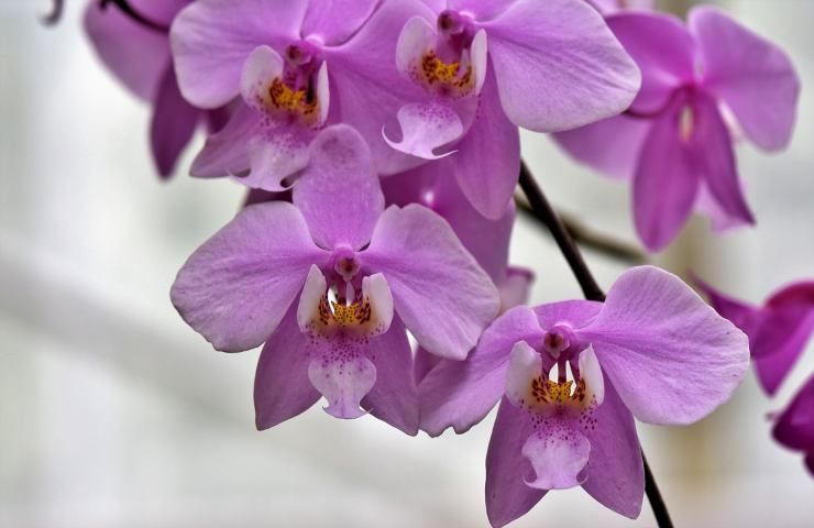 innaffiare orchidea lilla guida veloce e facile
