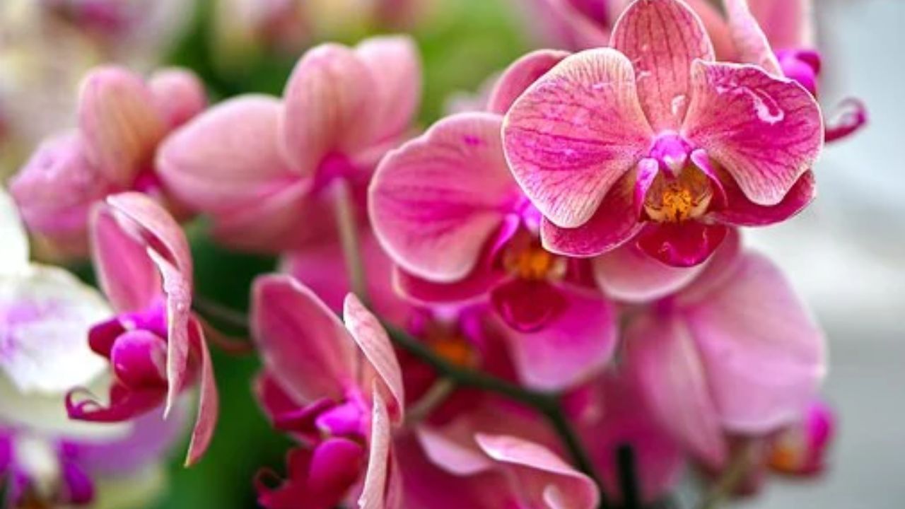 orchidea rosa