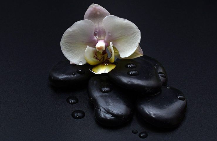 Orchidea (Pixabay)