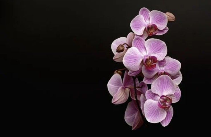 orchidea rosa su sfondo nero