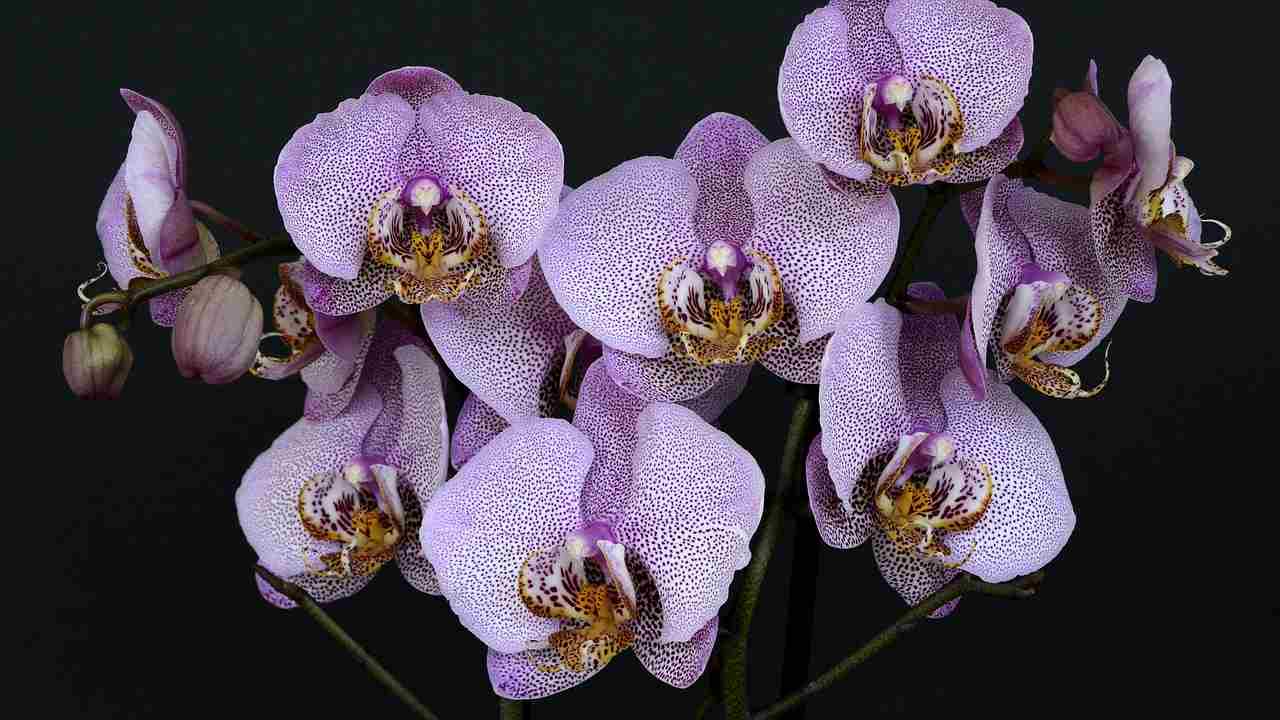 Orchidea (Pixabay)