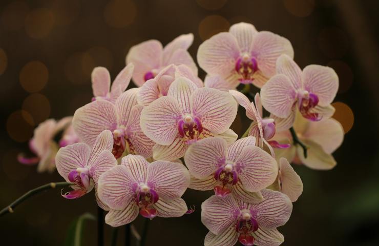 Orchidee innaffiare guida veloce