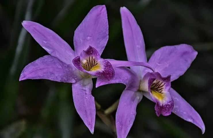 particolare orchidea viola