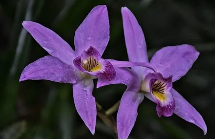 particolare orchidea viola