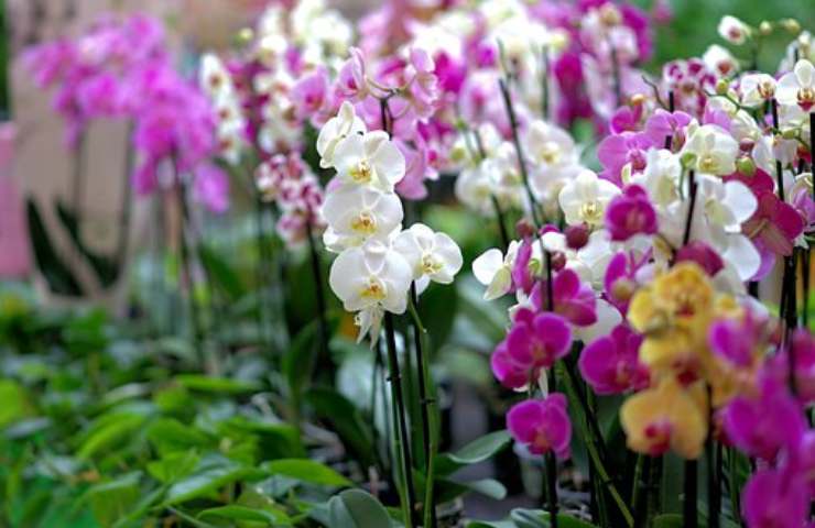piante di orchidea colorate