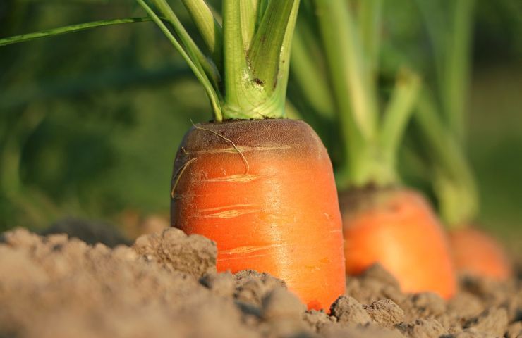 Radice carota benefici minerali