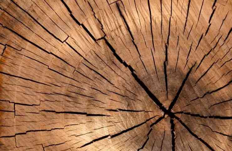 legno marrone alberi morti utilizzo