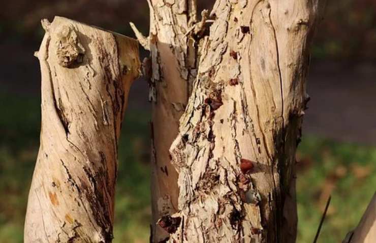 tronchi legno usare alberi morti