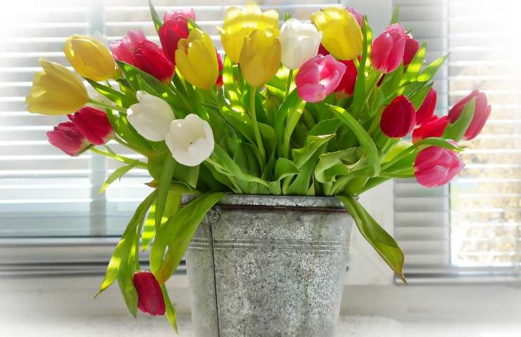 per un battesimo si devono regalare fiori bianchi, azzurri o rosa? I migliori potrebbero essere tulipani