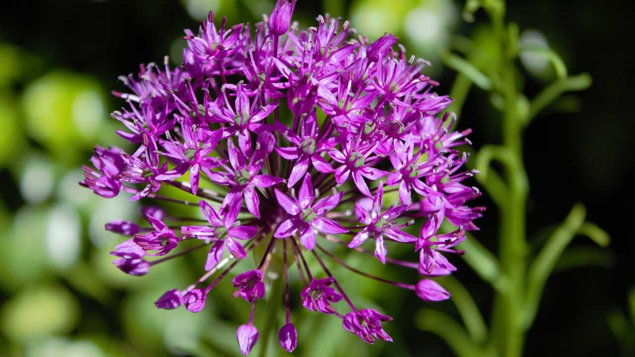 Aglio ornamentale viola caratteristiche