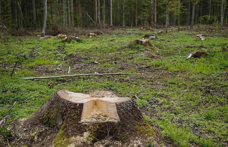 allarme deforestazione WWf