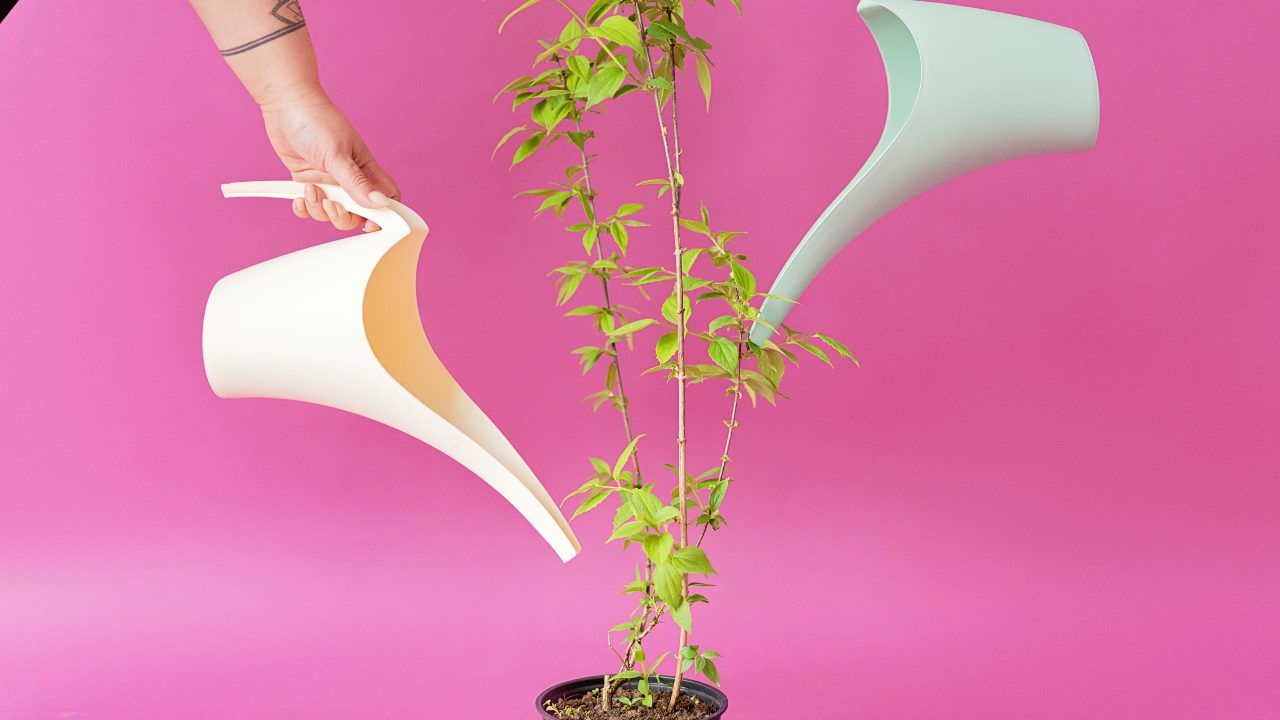 Annaffiare piante errori