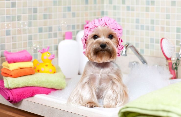 Bagno cane contro cattivi odori
