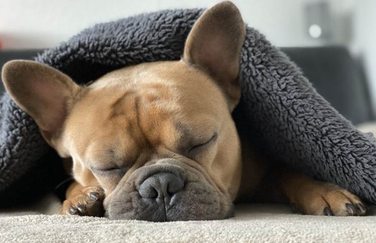 Bulldog francese a letto 