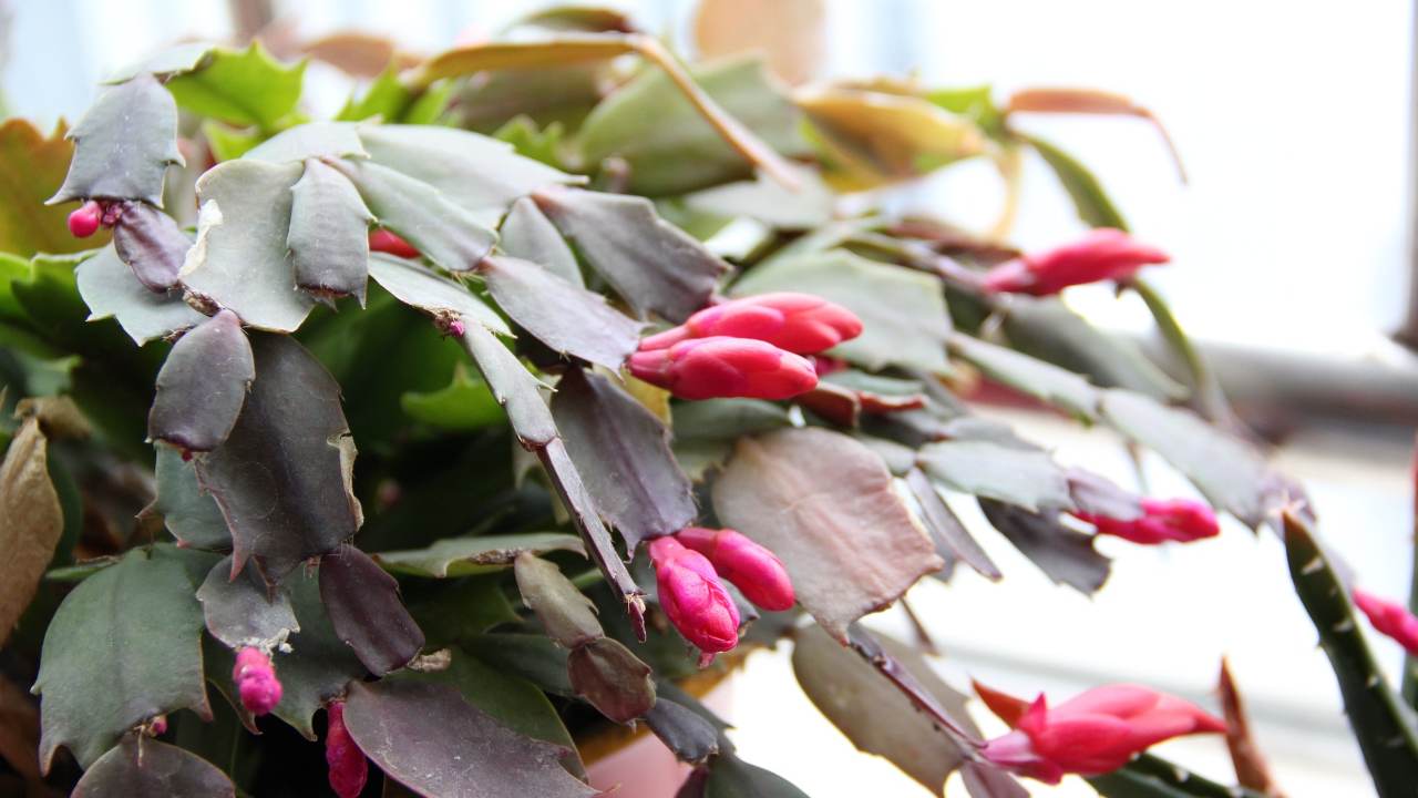 Cactus Natale sfiorito