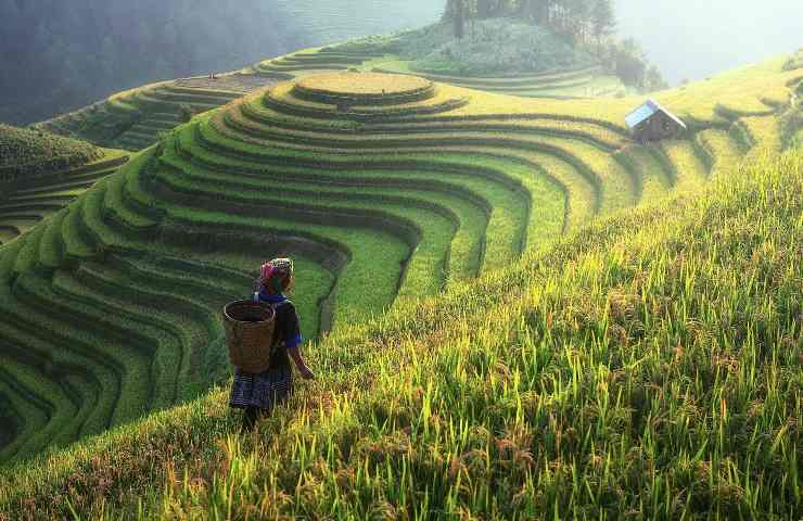 Campo coltivato cina