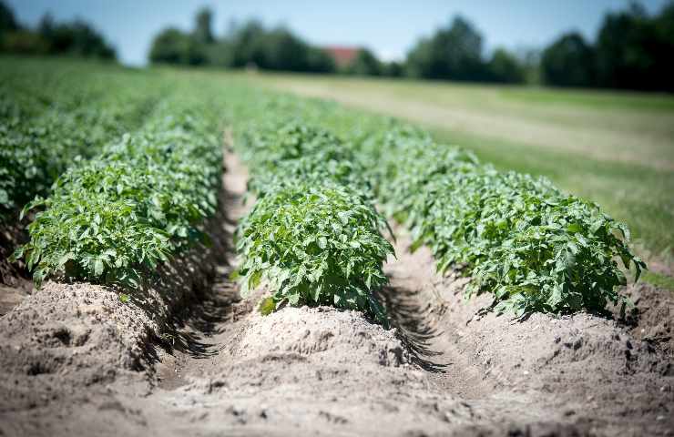 Campo coltivazione patate