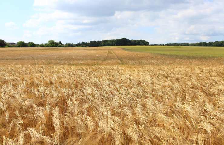 Campo mais Ungheria